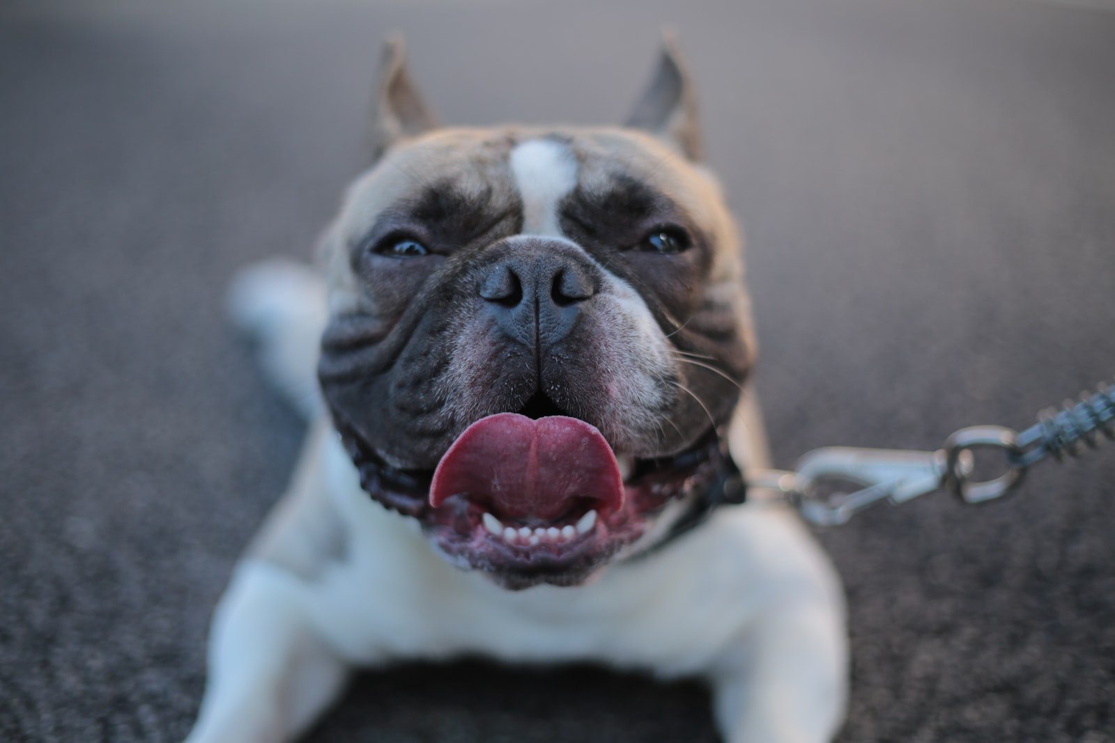5 Historically Best Pit bull Bloodline For Fighting