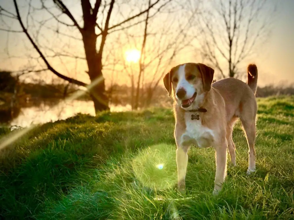 Why Do Basset Hounds Stink?