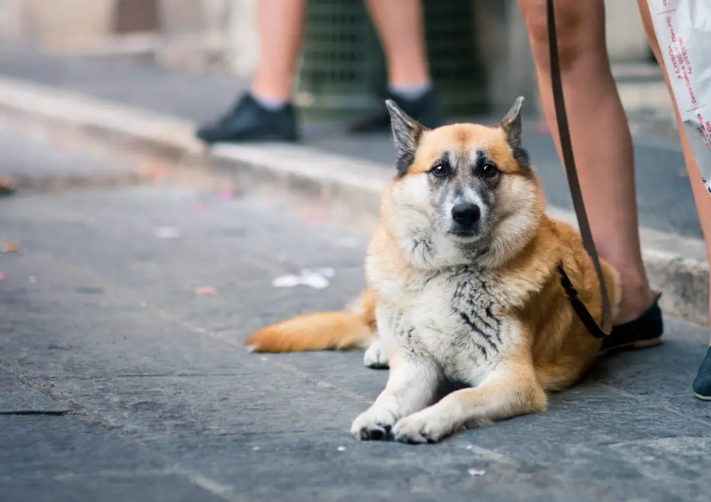 Best Leash For Big Dogs That Pull