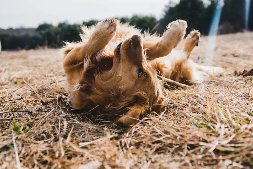 Why Do Dogs Lick Their Paws?