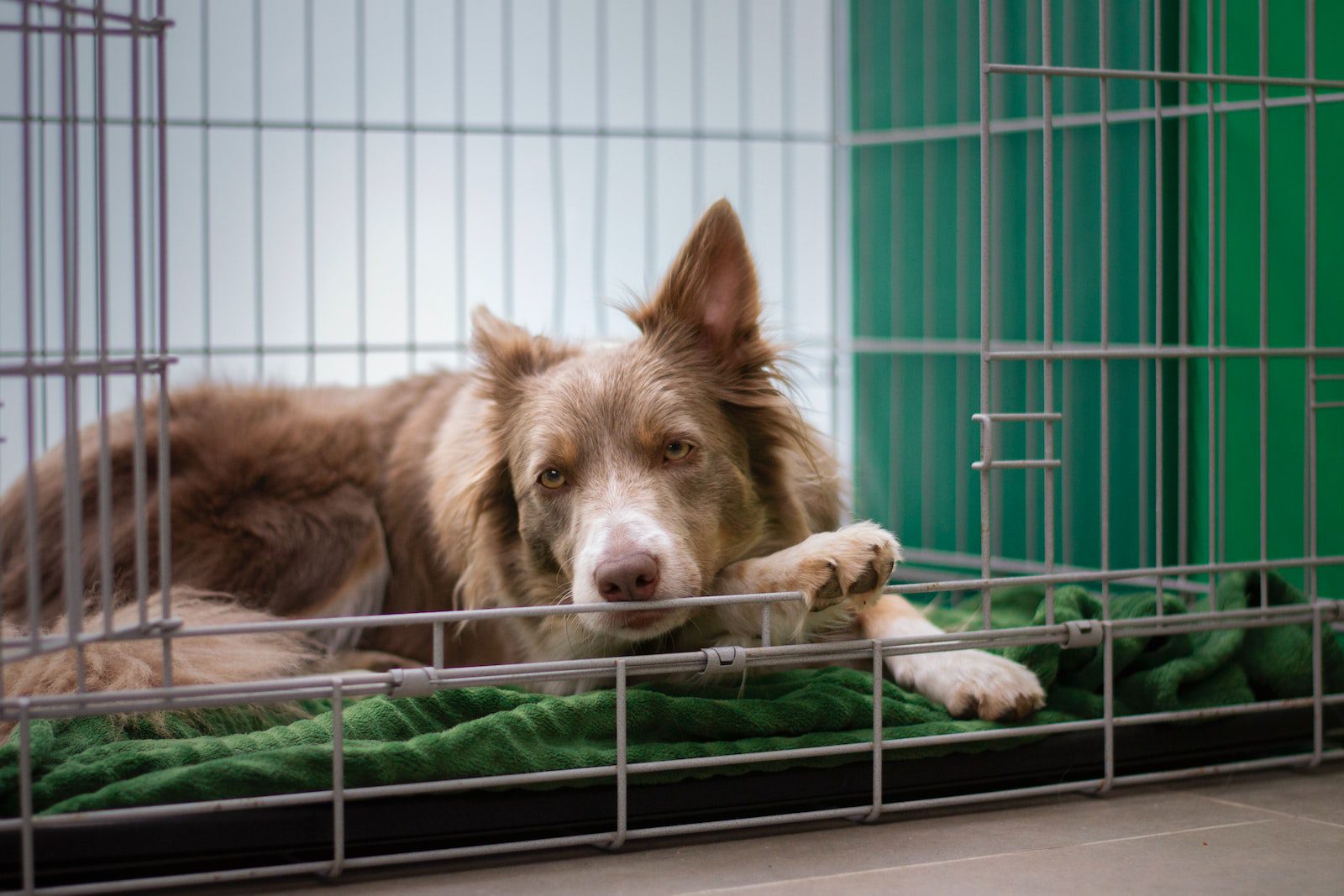 What Is The Best Dog Crate For Separation Anxiety
