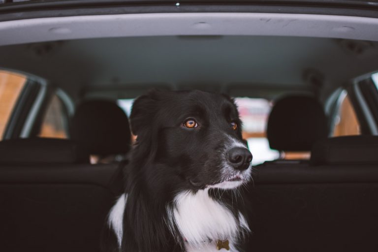Get The Best Seat Covers For Dog Hair