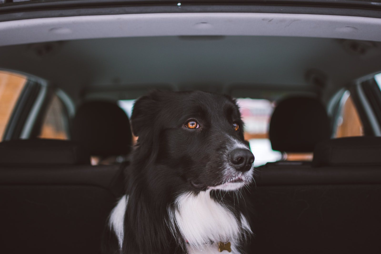 Best Seat Covers For Dog Hair