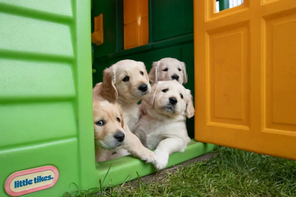 Heated Dog Houses