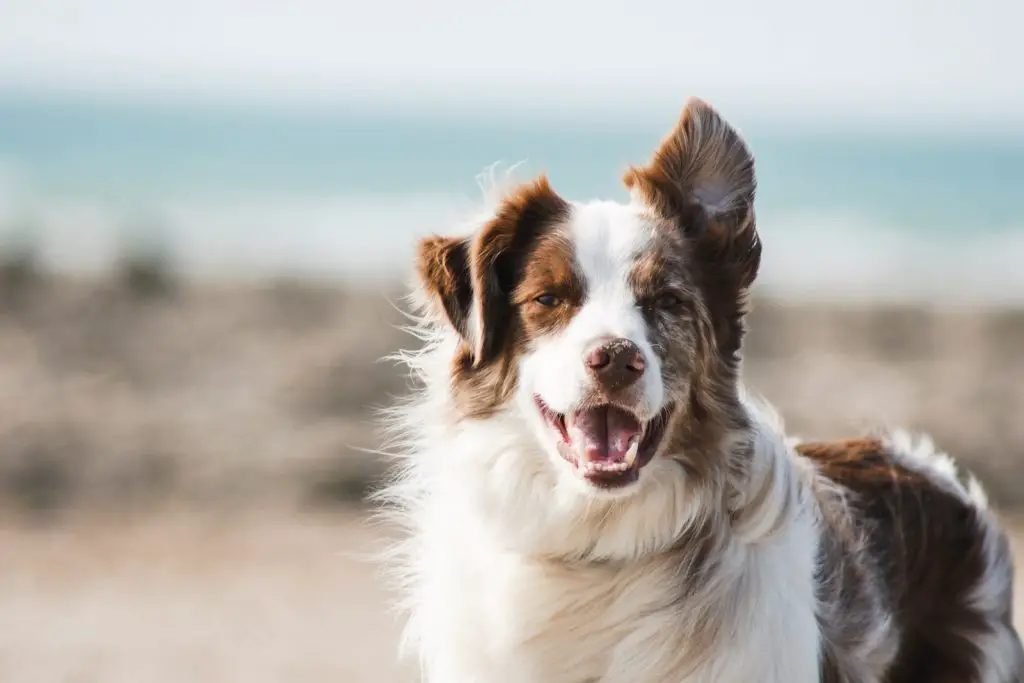 Best Toys For Herding Dogs