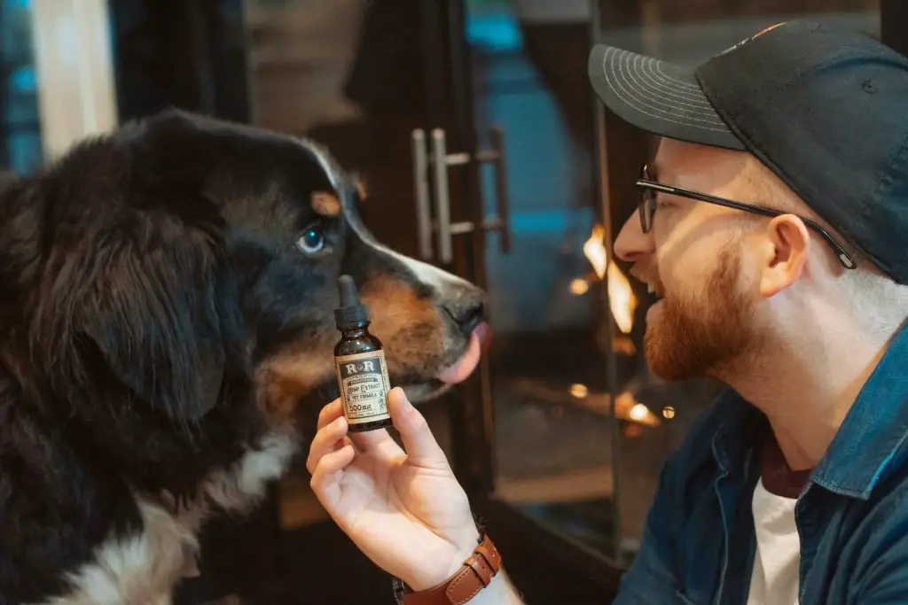 CBD Oil for Dogs