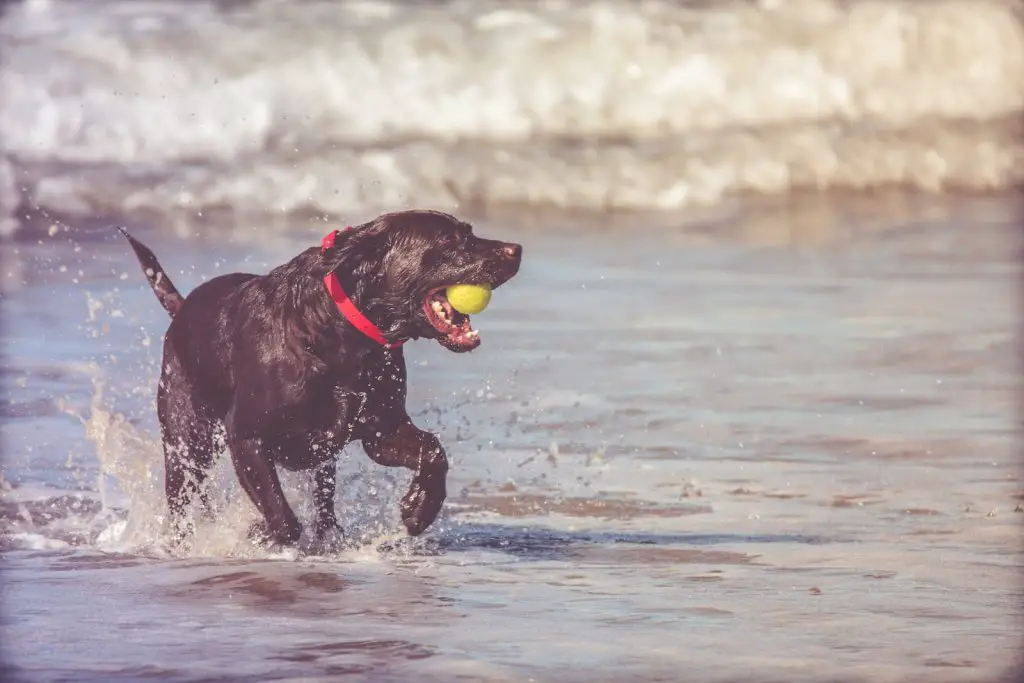 Best Training Collar For Deaf Dog