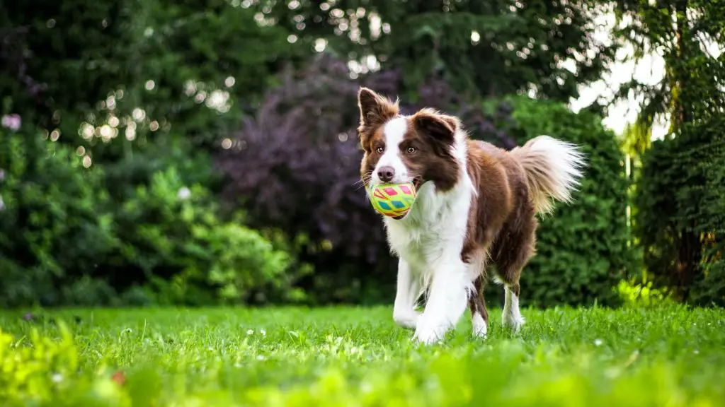 Can Dogs Eat Kale?