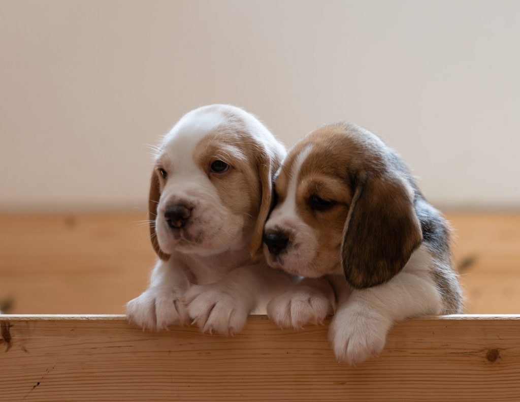 Best Goods for Beagle Puppies