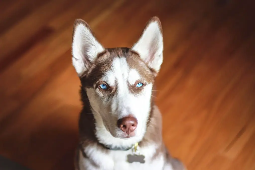 Why There Is A Husky With Two Different Colored Eyes?