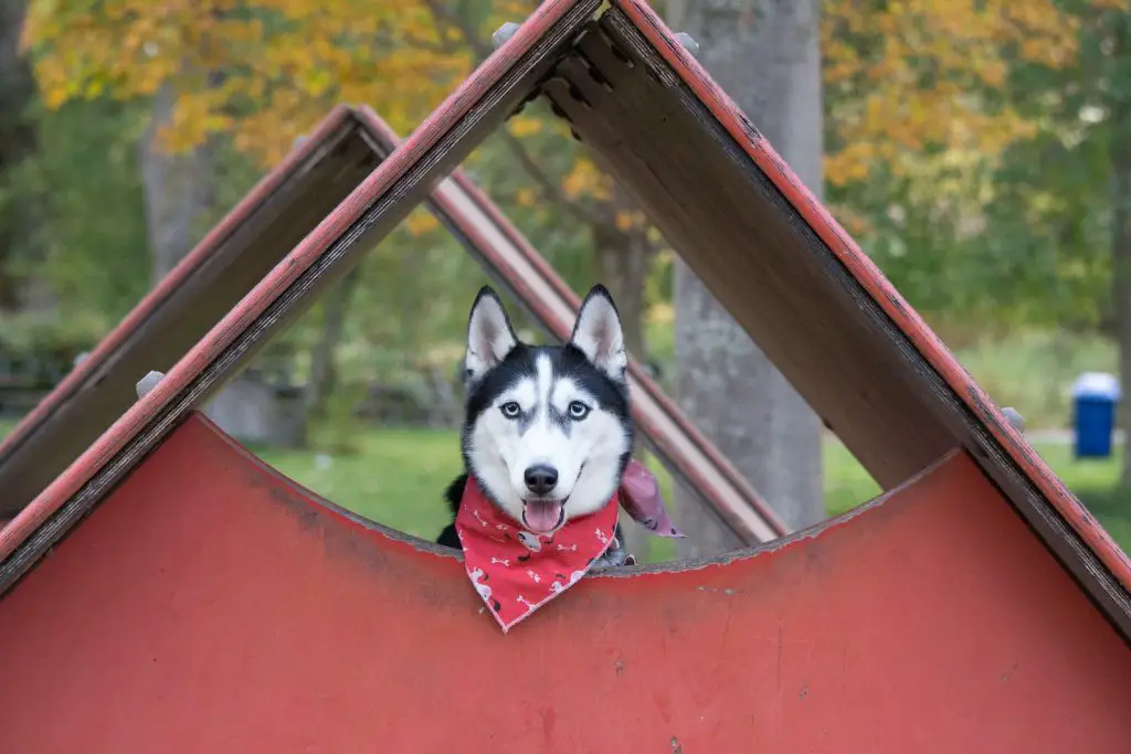 Heated Dog Houses