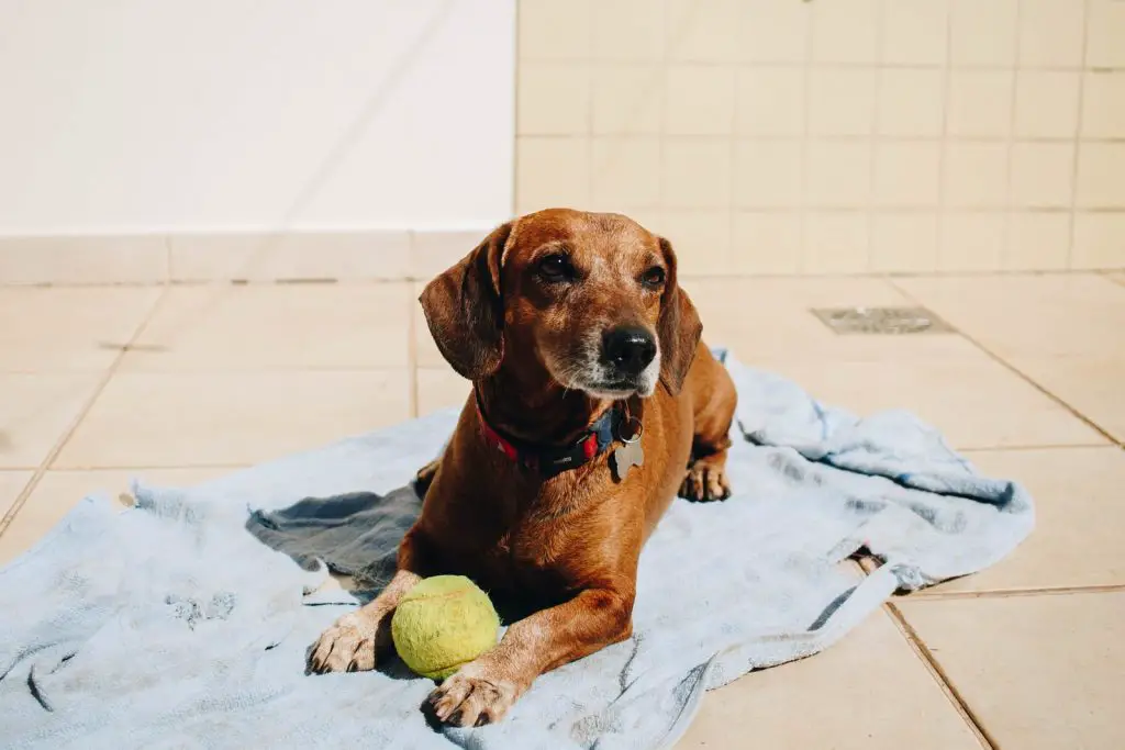 Why Do Dogs Love Balls?