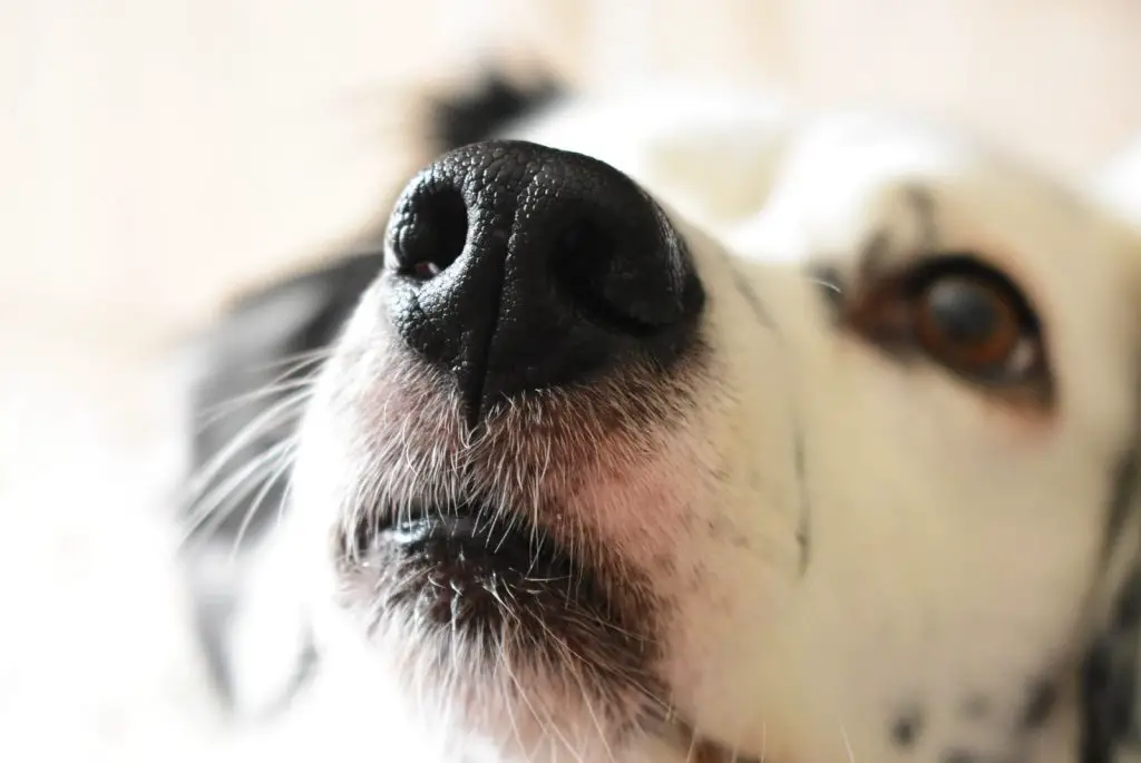 Why Do Dogs Noses Turn Brown?