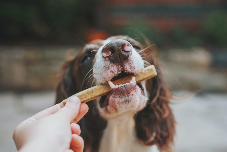 Best Bully Sticks 2022 (Review)
