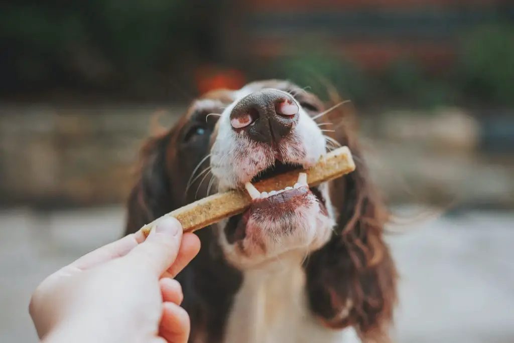 How To Choose The Best Treats For Your Dog