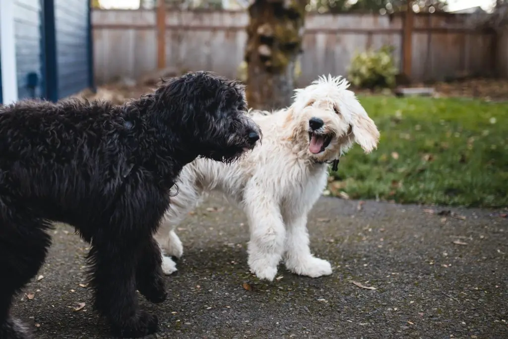 Dog Intelligence and Behavior