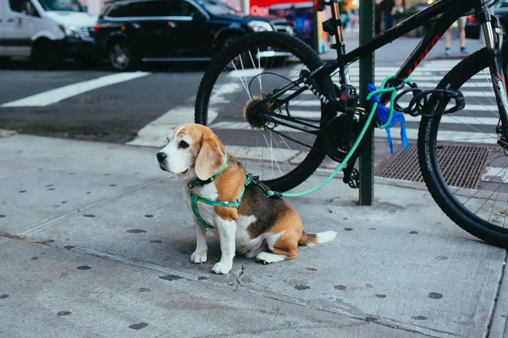 Best Hands Free Dog Leash for Running