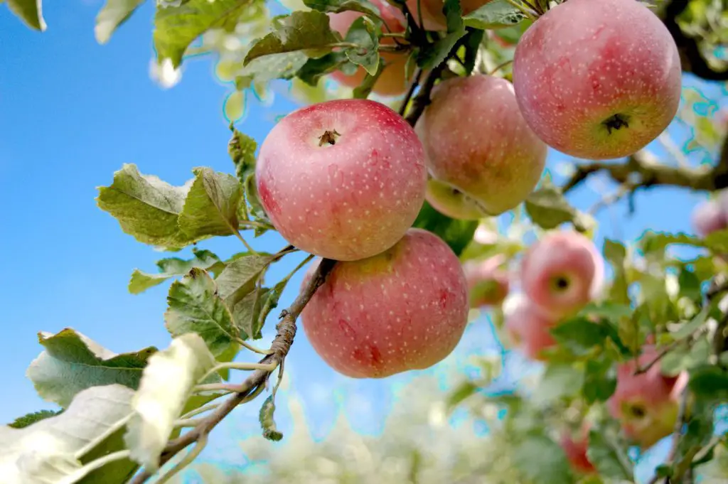 Are Apples good for Dogs?