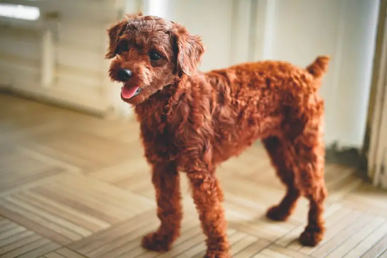 5 Best Dog Food For Toy Poodles To Be Healthy