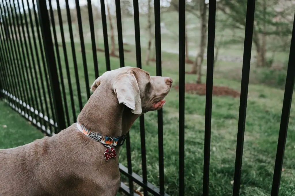 Best Wireless Dog Fences