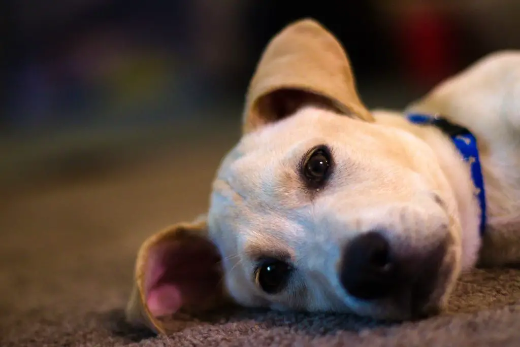 Why Do Dogs Sleep With Their Eyes Open?