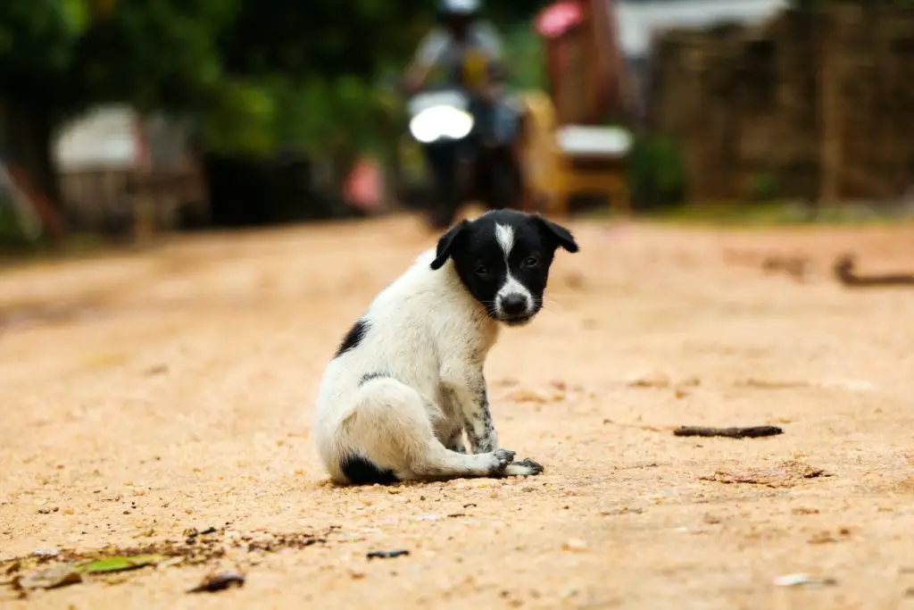 Why Does My Dog Eat Dirt?