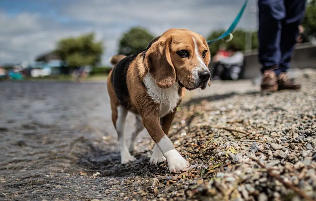 Beagle Best Houses